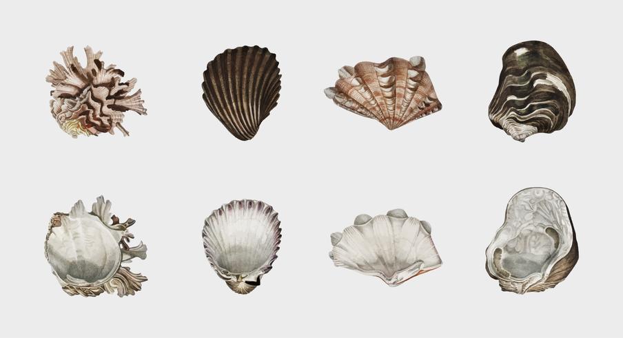 Different types of mollusks illustrated by Charles Dessalines D39 Orbigny 1806-1876. Digitally enhanced from our own 1892 edition of Dictionnaire Universel D39histoire Naturelle. vector