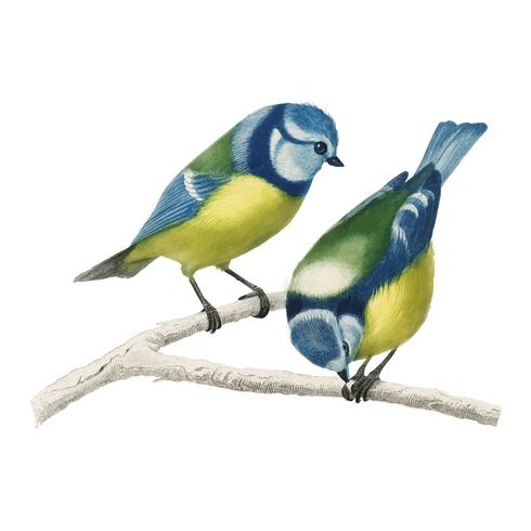 Eurasian blue tit Cyanistes Caeruleus illustrated by Charles Dessalines D39 Orbigny 1806-1876. Digitally enhanced from our own 1892 edition of Dictionnaire Universel D39histoire Naturelle. vector