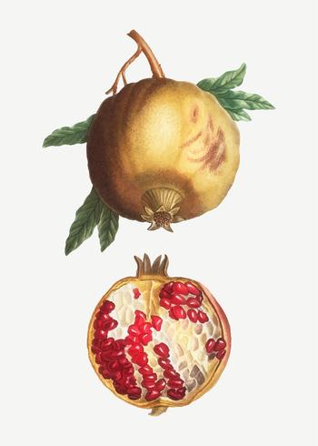 Ripe pomegranate fruit