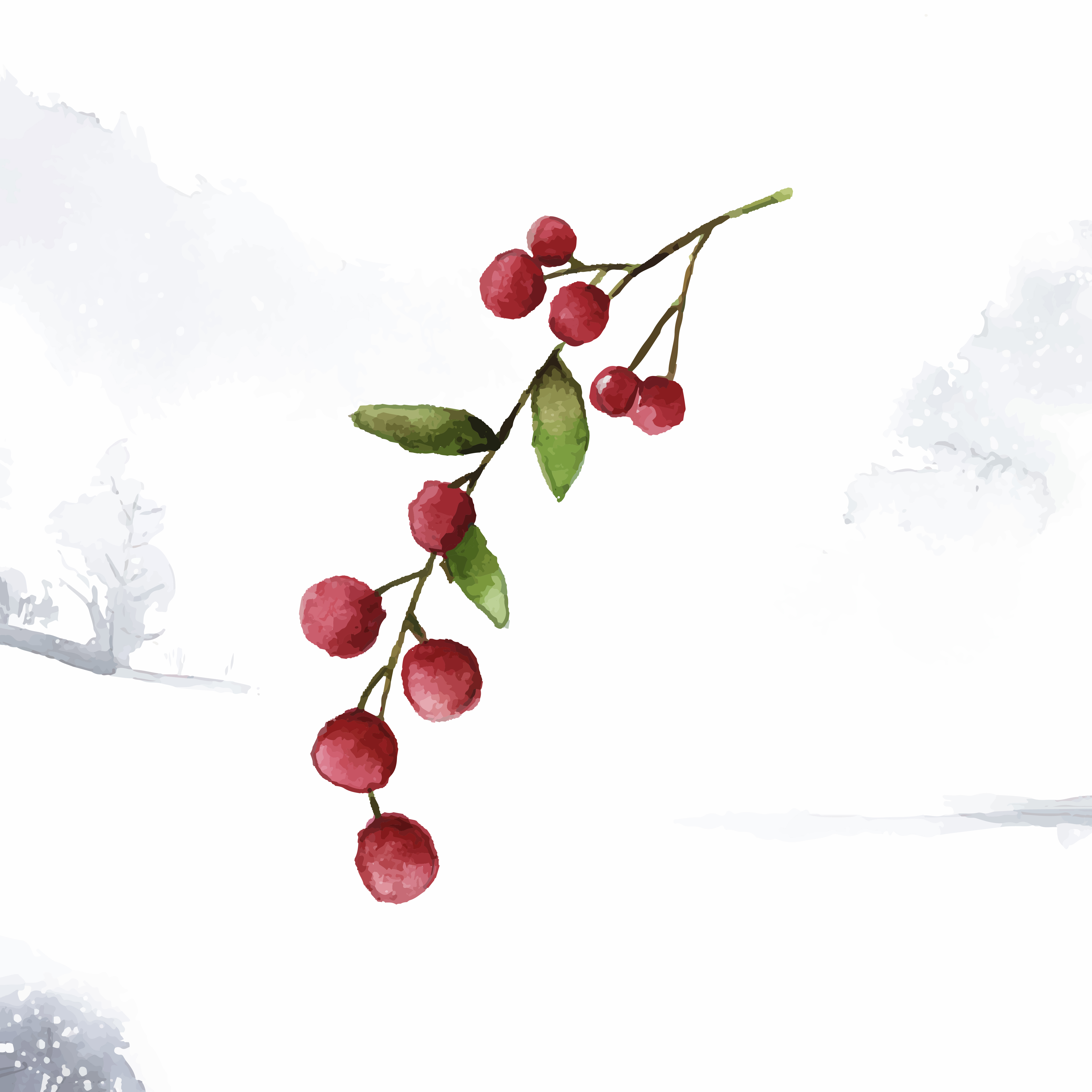 Christmas berries painted by watercolor vector - Download ...