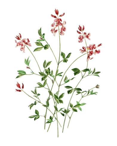 Indigofera procumbens illustrated by Charles Dessalines D39 Orbigny 1806-1876. Digitally enhanced from our own 1892 edition of Dictionnaire Universel D39histoire Naturelle. vector