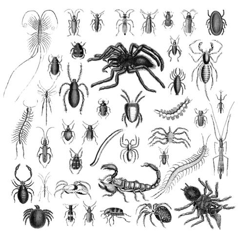 Illustration set of various insects