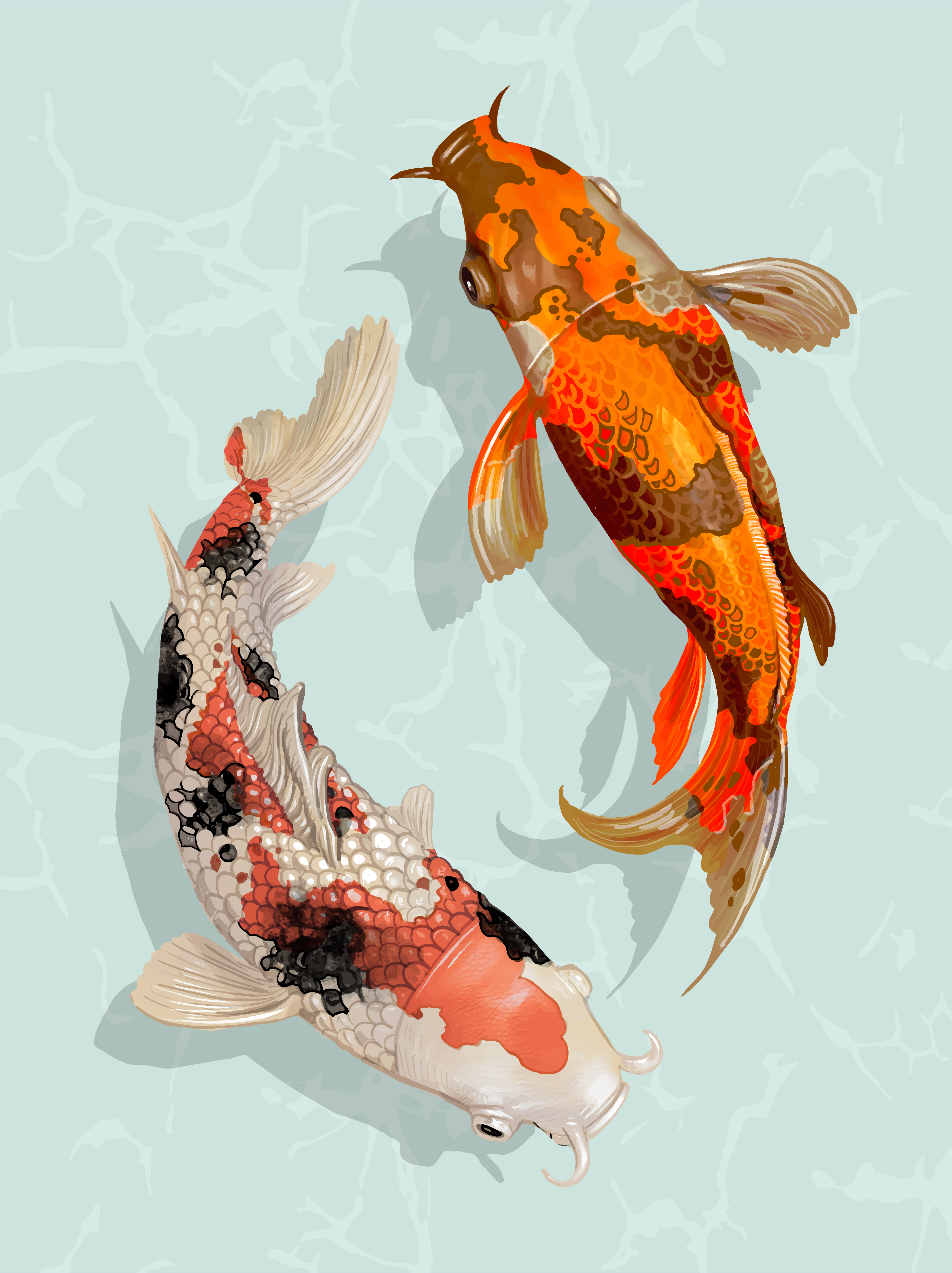 Two Japanese Koi  fish  swimming Download Free Vectors 