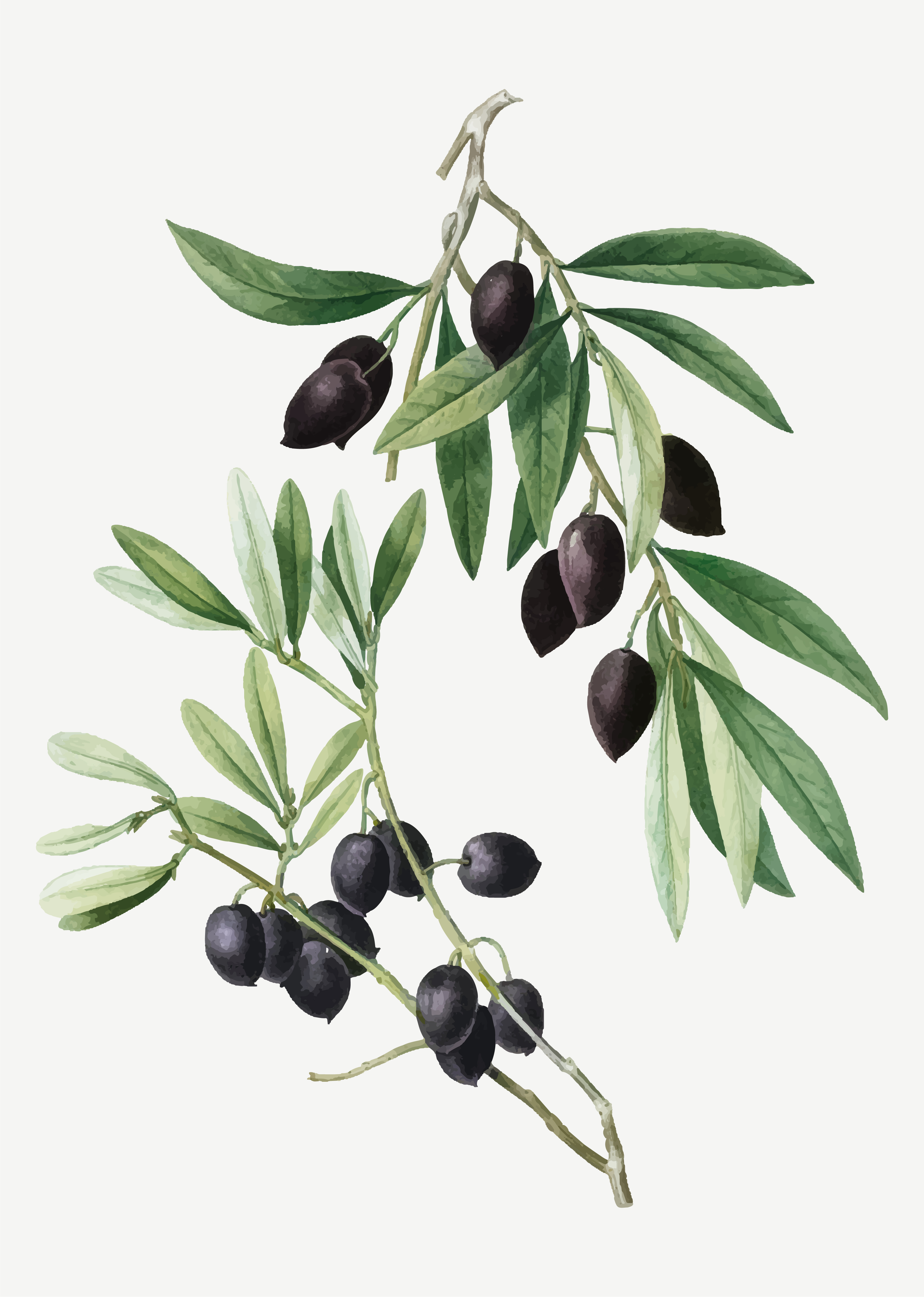 Olive tree branch - Download Free Vectors, Clipart Graphics & Vector Art