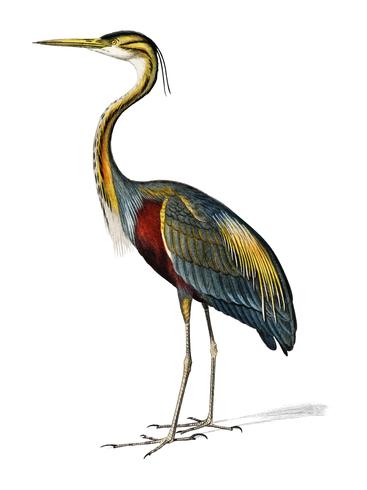 Purple heron Ardea purpurea illustrated by Charles Dessalines D39 Orbigny 1806-1876. Digitally enhanced from our own 1892 edition of Dictionnaire Universel D39histoire Naturelle. vector