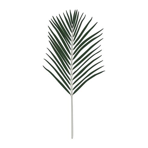 Image Result For Houseplant Palm Image Result For Houseplant Palm