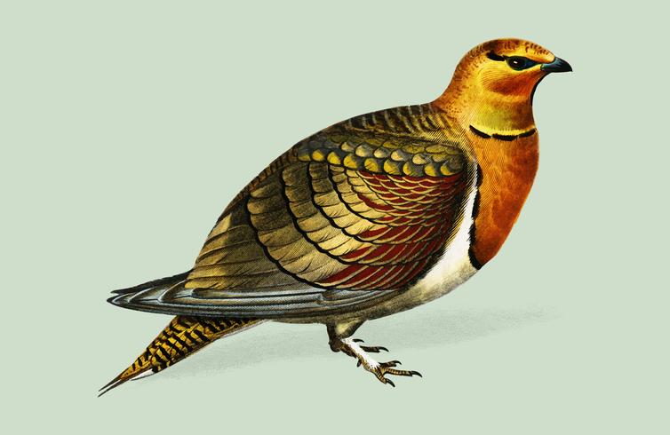 Pin-tailed sandgrouse Ganga cata illustrated by Charles Dessalines D39 Orbigny 1806-1876. Digitally enhanced from our own 1892 edition of Dictionnaire Universel D39histoire Naturelle. vector