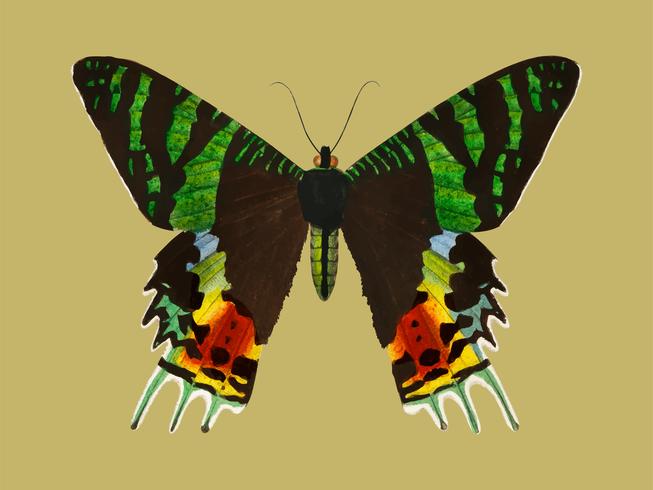 Madagascan Sunset Moth (Urania Riphaeus) illustrated by Charles Dessalines D\' Orbigny (1806-1876). Digitally enhanced from our own 1892 edition of Dictionnaire Universel D\'histoire Naturelle.