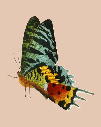 Madagascan Sunset Moth (Urania Riphaeus) ilustrado por Charles Dessalines D &#39;Orbigny (1806-1876). Mejorado digitalmente desde nuestra propia edición 1892 de Dictionnaire Universel D&#39;histoire Naturelle. vector