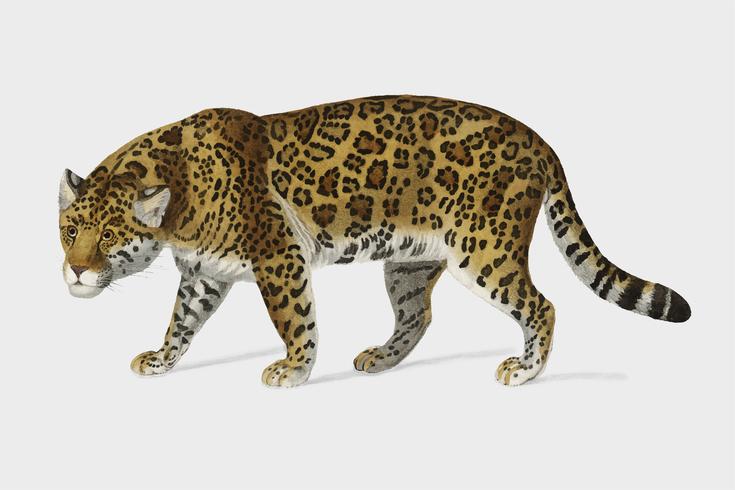 Jaguar Panthera Onca illustrated by Charles Dessalines D39 Orbigny 1806-1876. Digitally enhanced from our own 1892 edition of Dictionnaire Universel D39histoire Naturelle. vector