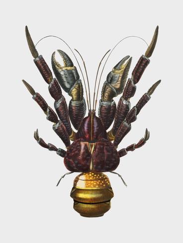 Coconut Crab Birgus latroi illustrated by Charles Dessalines D39 Orbigny 1806-1876. Digitally enhanced from our own 1892 edition of Dictionnaire Universel D39histoire Naturelle. vector