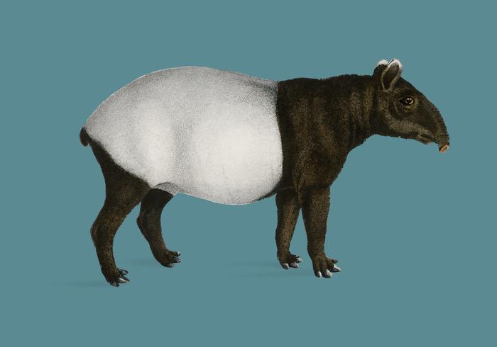 Tapir malayo (Equus Montanus) ilustrado por Charles Dessalines D &#39;Orbigny (1806-1876). Mejorado digitalmente desde nuestra propia edición 1892 de Dictionnaire Universel D&#39;histoire Naturelle. vector