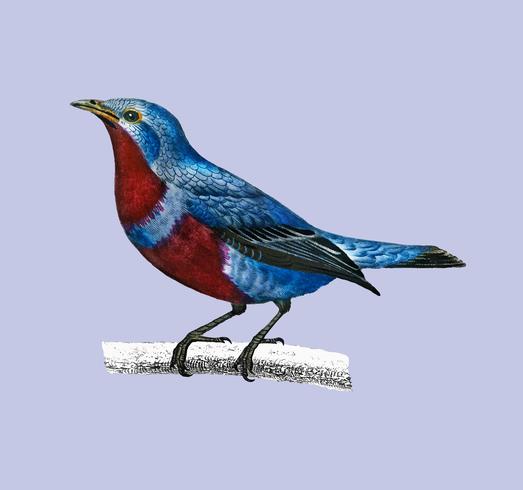 Banded cotinga Cotinga maculata illustrated by Charles Dessalines D39 Orbigny 1806-1876. Digitally enhanced from our own 1892 edition of Dictionnaire Universel D39histoire Naturelle. vector