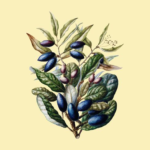 Planta antigua Beilschmiedia Taiaire Tawa dibujada por Sarah Featon (1848 - 1927). Mejorado digitalmente por rawpixel. vector
