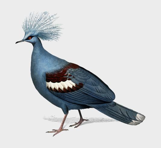 Crowned pigeon Goura illustrated by Charles Dessalines D39 Orbigny 1806-1876. Digitally enhanced from our own 1892 edition of Dictionnaire Universel D39histoire Naturelle. vector