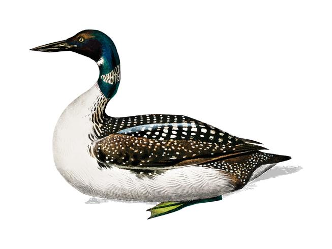 Loon (Gavia) ilustrado por Charles Dessalines D &#39;Orbigny (1806-1876). Mejorado digitalmente desde nuestra propia edición 1892 de Dictionnaire Universel D&#39;histoire Naturelle. vector