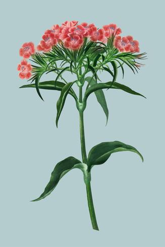 Sweet william Dianthus barbatus illustrated by Charles Dessalines D39 Orbigny 1806-1876. Digitally enhanced from our own 1892 edition of Dictionnaire Universel D39histoire Naturelle. vector