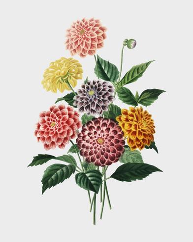 Dahlia ilustrada por Charles Dessalines D &#39;Orbigny (1806-1876). Mejorada digitalmente desde nuestra propia edición de Dic92. Universel D&#39;histoire Naturelle en 1892. vector