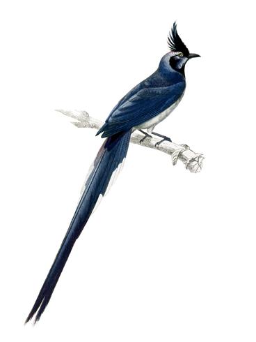 Black-throated magpie-jay Pica colliei illustrated by Charles Dessalines D39 Orbigny 1806-1876. Digitally enhanced from our own 1892 edition of Dictionnaire Universel D39histoire Naturelle. vector