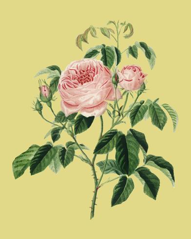 Cabbage Rose Rosa Centifilia illustrated by Charles Dessalines D39 Orbigny 1806-1876. Digitally enhanced from our own 1892 edition of Dictionnaire Universel D39histoire Naturelle. vector