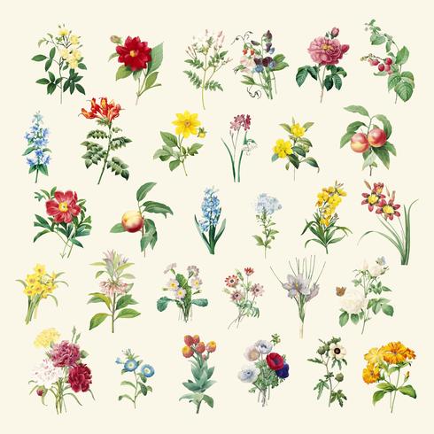 Download Set of beautiful blooming wildflowers - Download Free ...