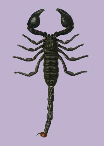 The Emperor Scorpion Buthus Afer illustrated by Charles Dessalines D39 Orbigny 1806-1876. Digitally enhanced from our own 1892 edition of Dictionnaire Universel D39histoire Naturelle. vector