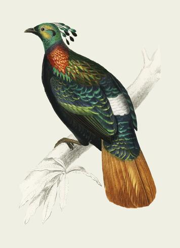 Himalayan monal Lophophorus refulgens illustrated by Charles Dessalines D39 Orbigny 1806-1876. Digitally enhanced from our own 1892 edition of Dictionnaire Universel D39histoire Naturelle. vector