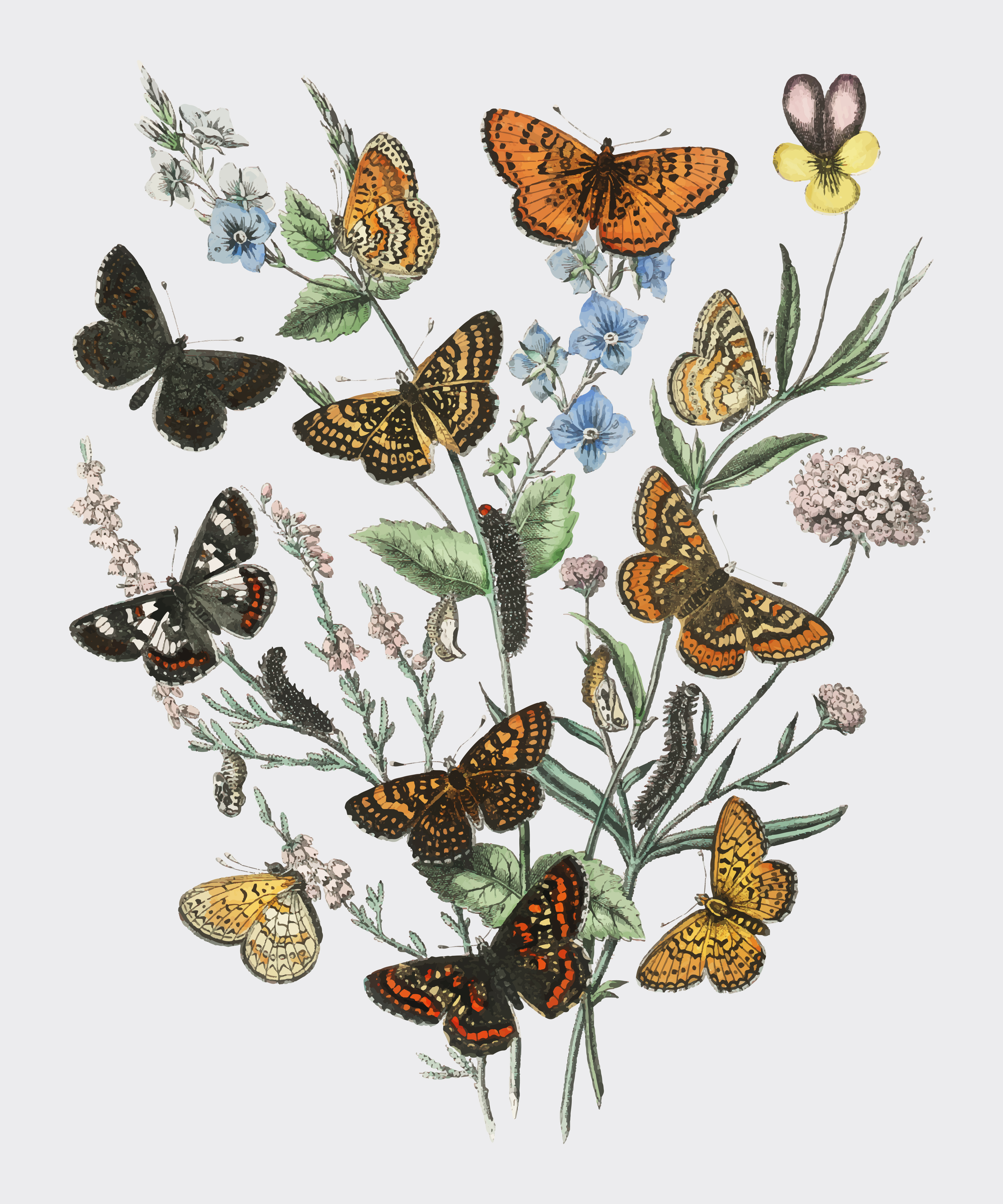 Download Illustration of butterflies on flowers - Download Free ...
