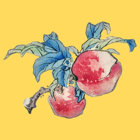 Peaches by Kno Bairei 1844-1895. Digitally enhanced from our own original 1913 edition of Bairei Gakan. vector