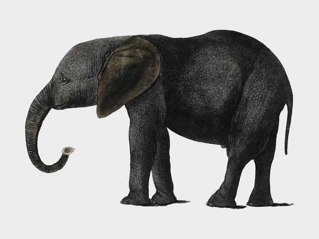 The History of the Earth and Animated Nature (1848) by Oliver Goldsmith (1728-1774), a portrait of a dark grey elephant. Digitally enhanced by rawpixel.