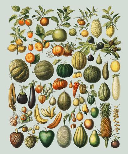 A vintage illustration of a wide variety of fruits and vegetables from the book, Nouveau Larousse Illustre 1898, by Larousse, Pierre, Aug and Claude, Digitally enhanced by rawpixel. vector