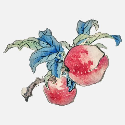 Peaches by Kno Bairei 1844-1895. Digitally enhanced from our own original 1913 edition of Bairei Gakan. vector