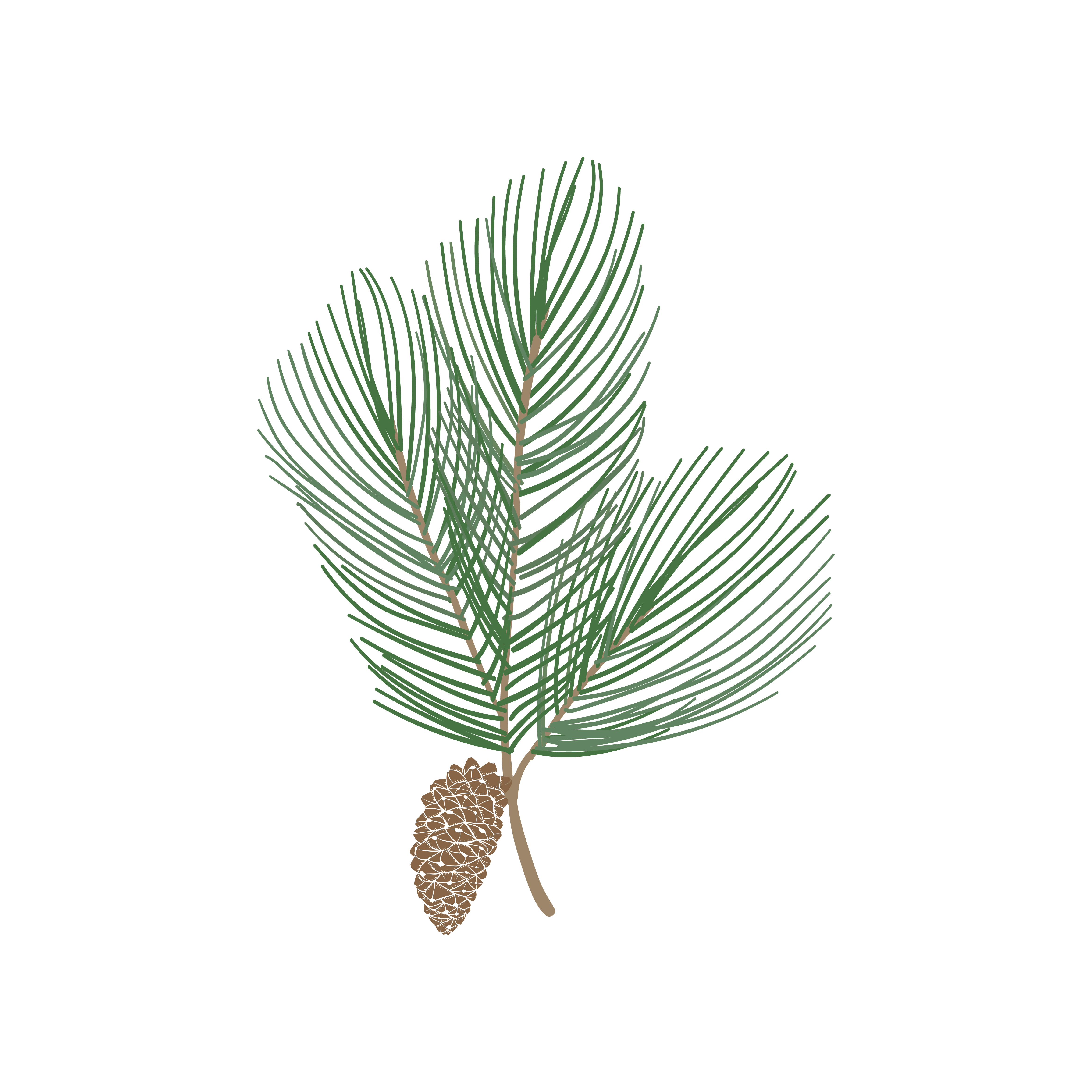 Download Fir tree branch with a pine cone vector - Download Free ...