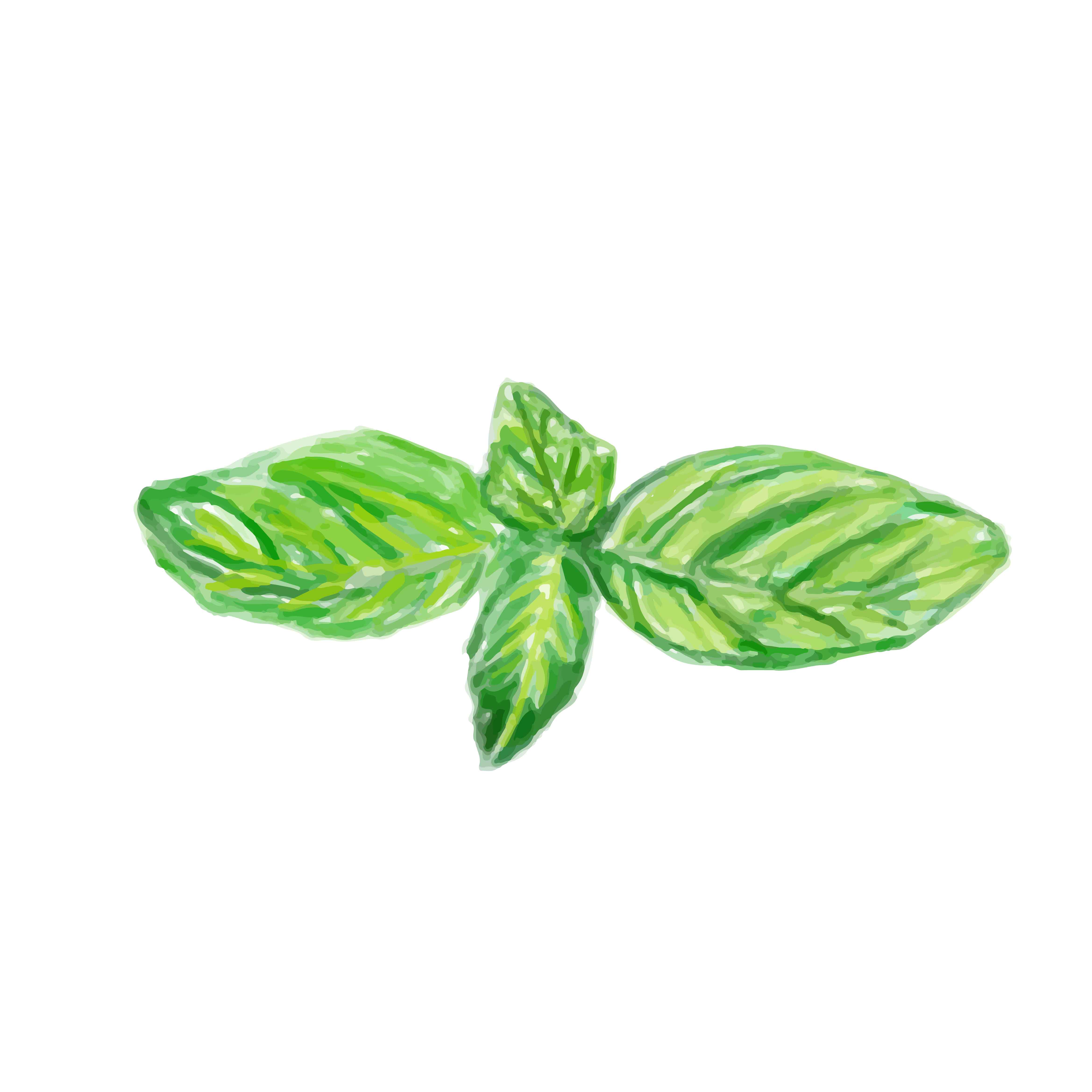 Basil Leaf Free Vector Art (88 Free Downloads)