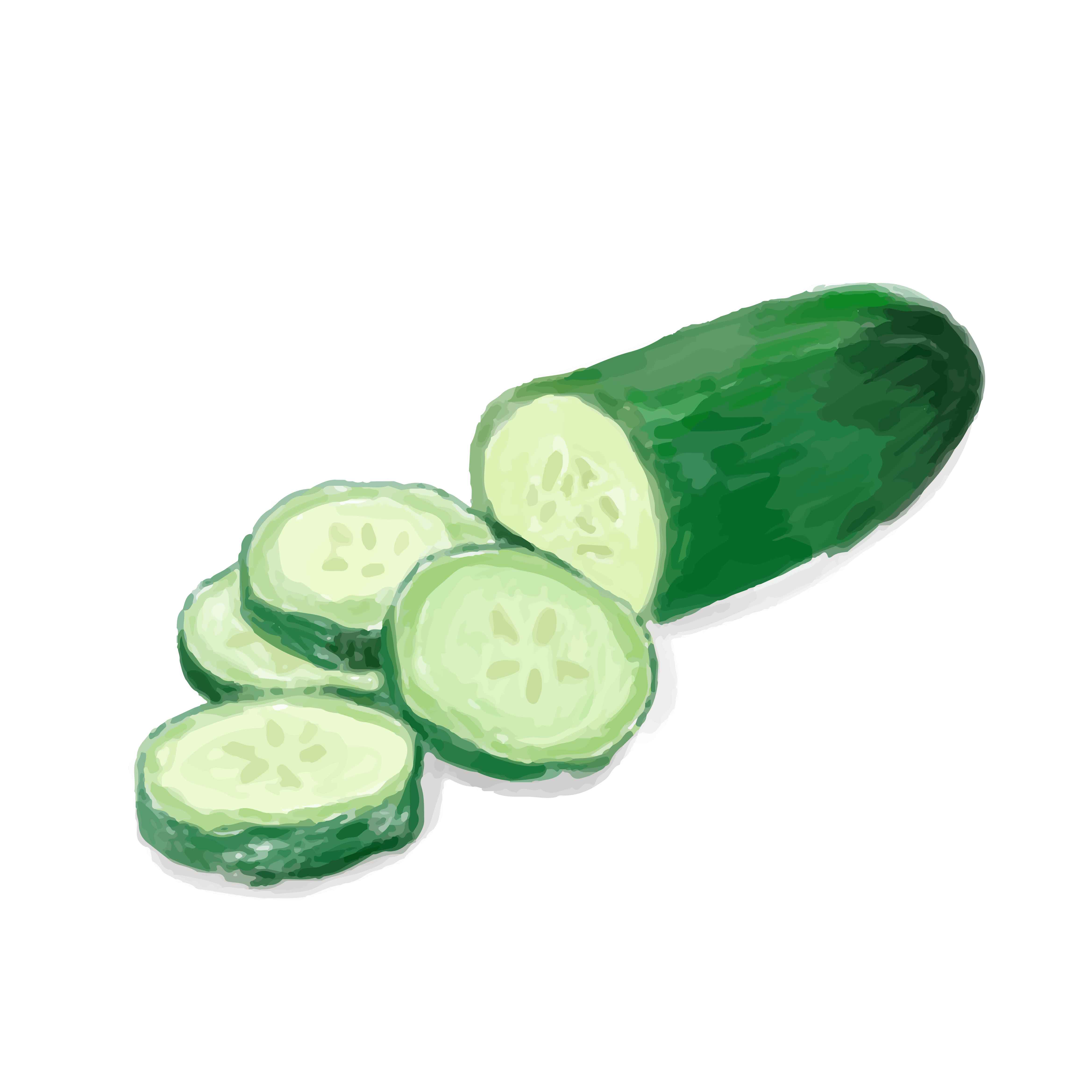 Hand drawn cucumber watercolor style Download Free Vectors, Clipart