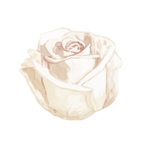 Illustration of drawing white rose flower