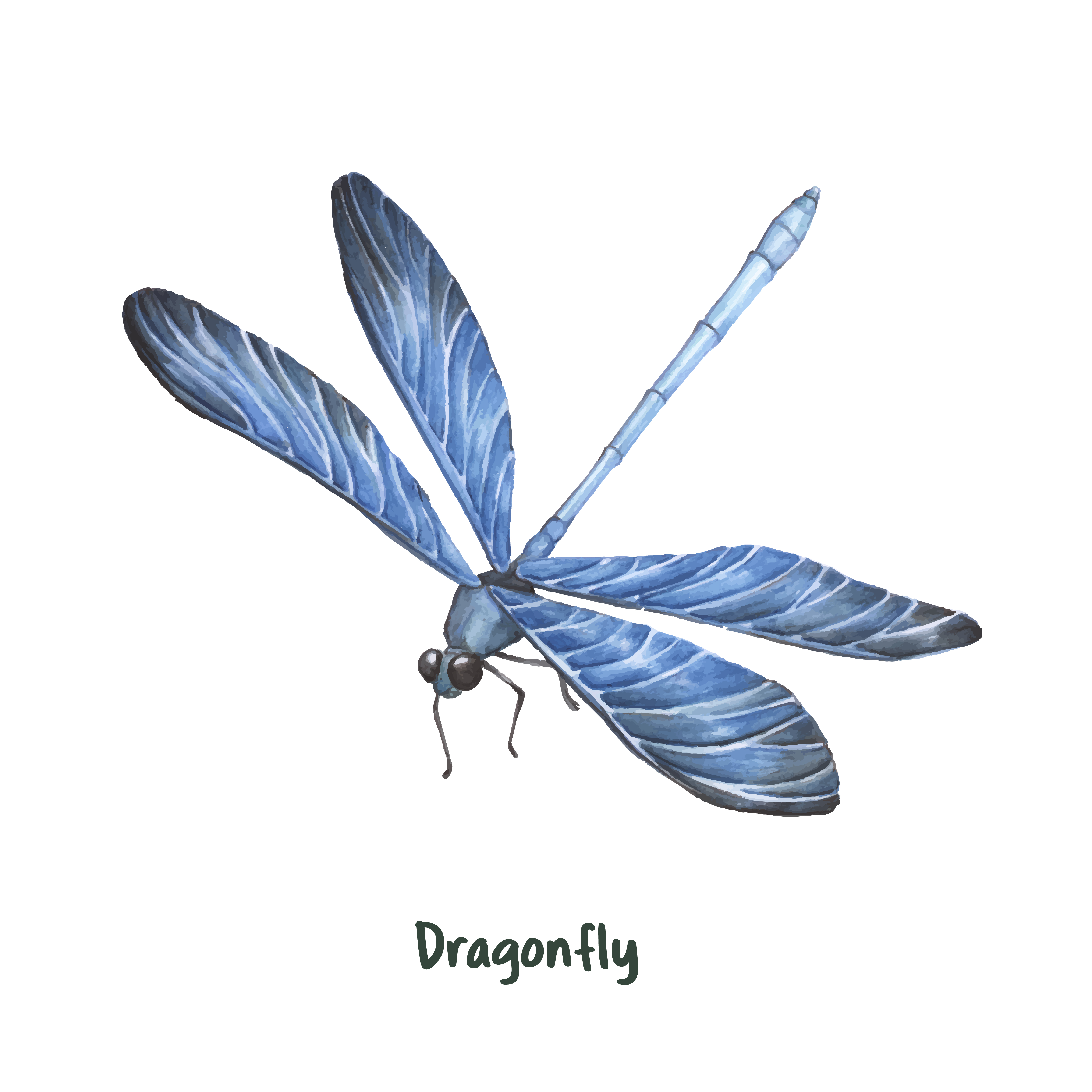 Download Hand drawn dragonfly isolated on white background - Download Free Vectors, Clipart Graphics ...