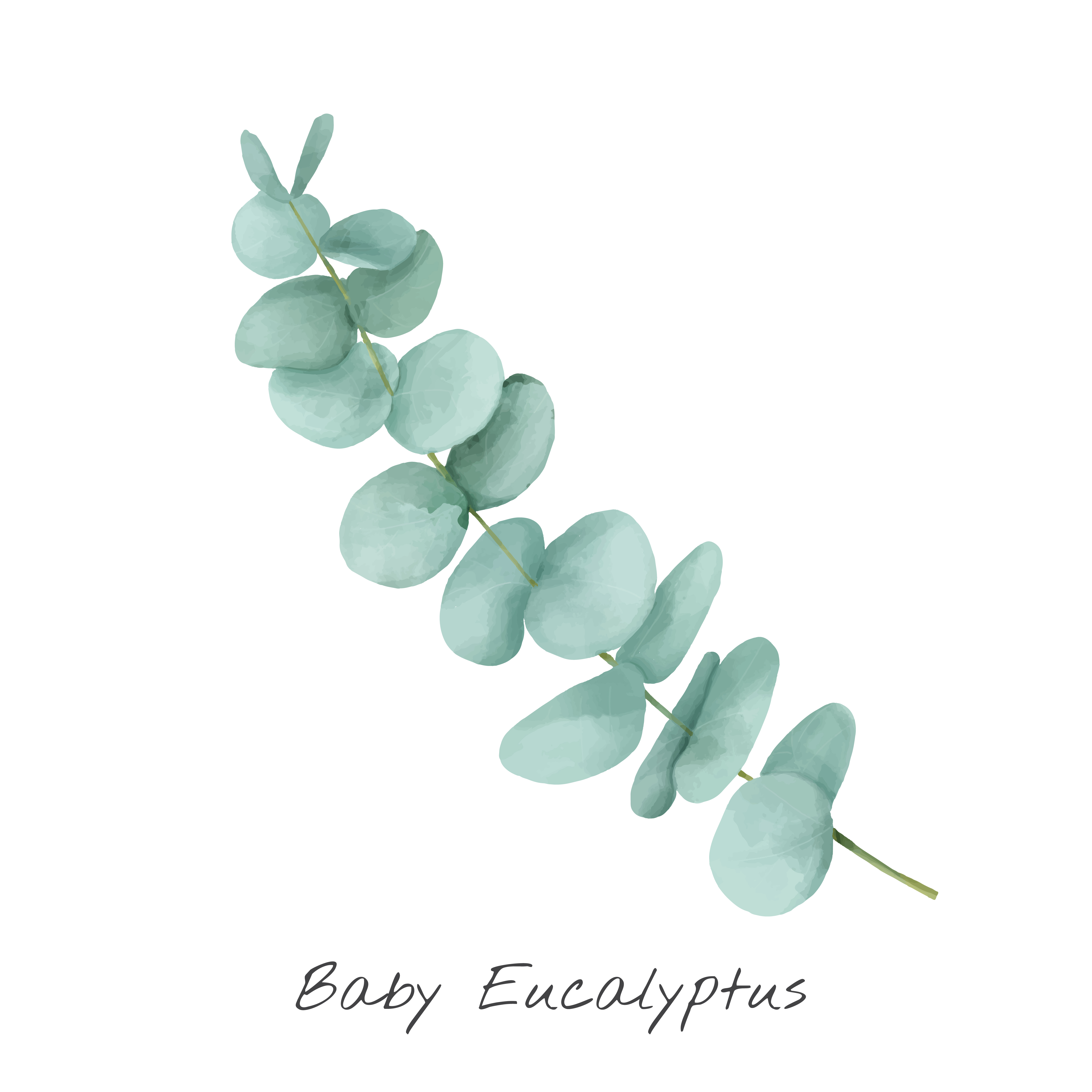 feuille eucalyptus dessin - Rechercher