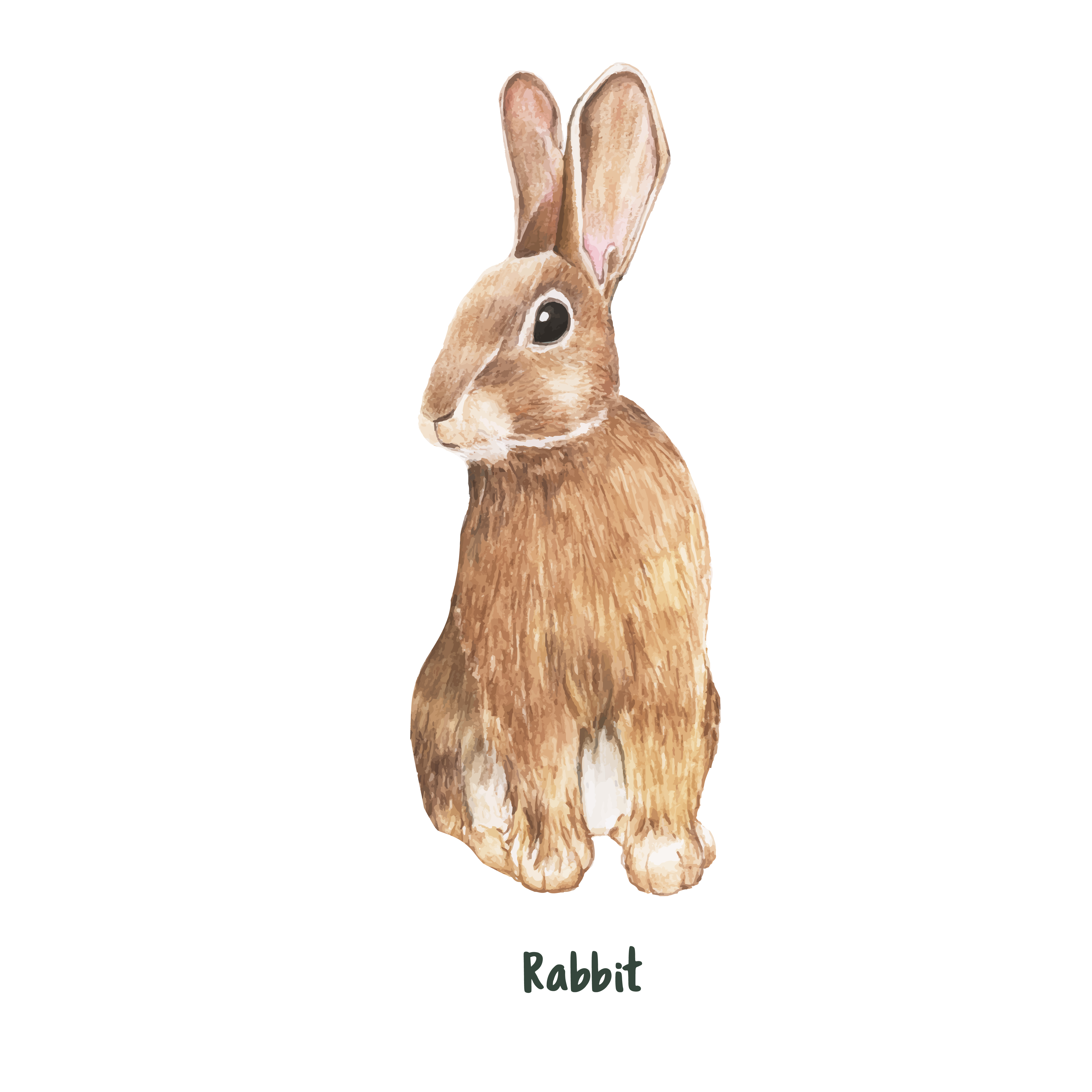 Download Hand drawn rabbit isolated on white background - Download ...