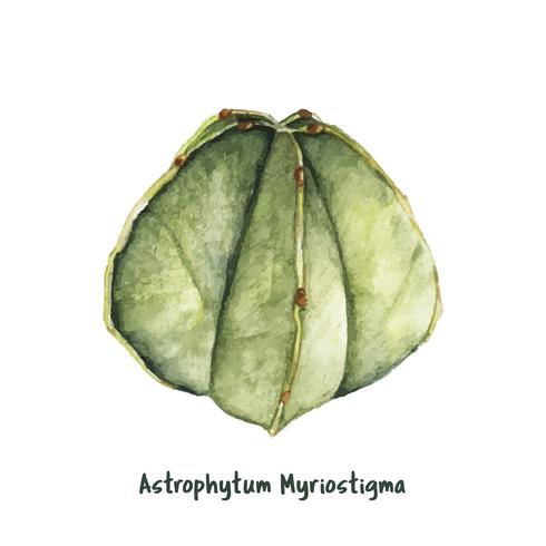 Dibujado a mano astrophytum myriostigma obispo cap de cactus vector