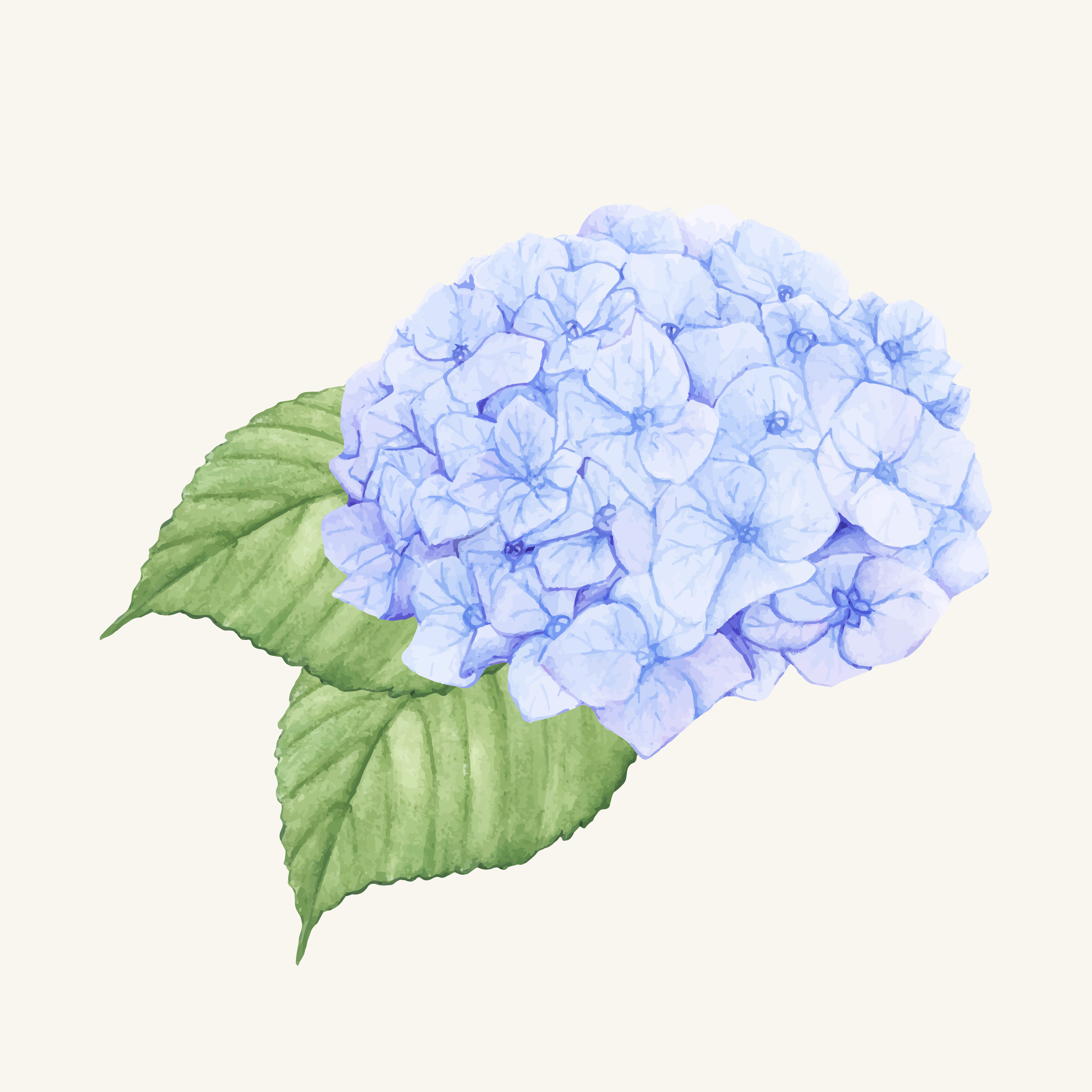 Картинки мамы, открытки гортензий