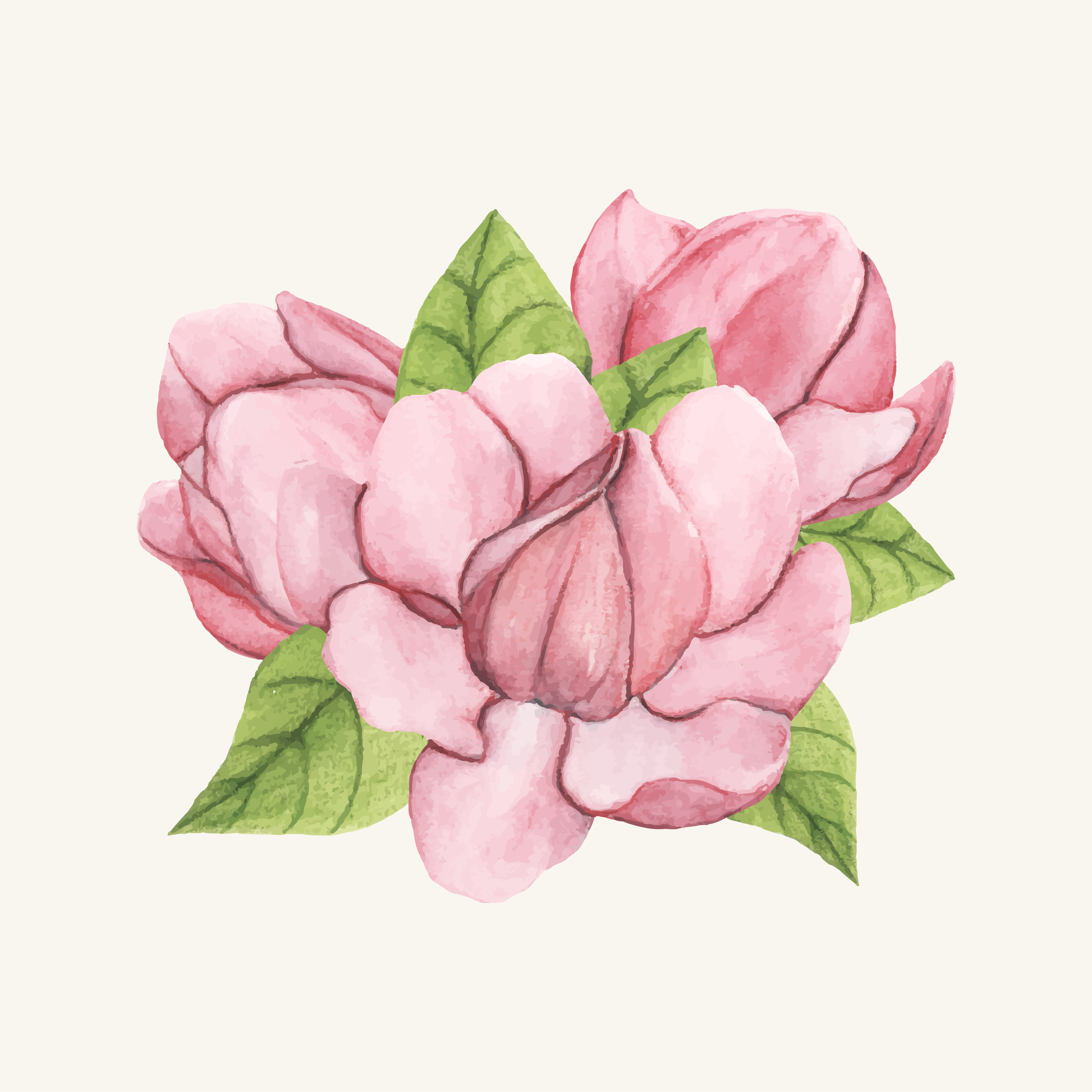 Hand drawn saucer magnolia flower isolated - Download Free ...