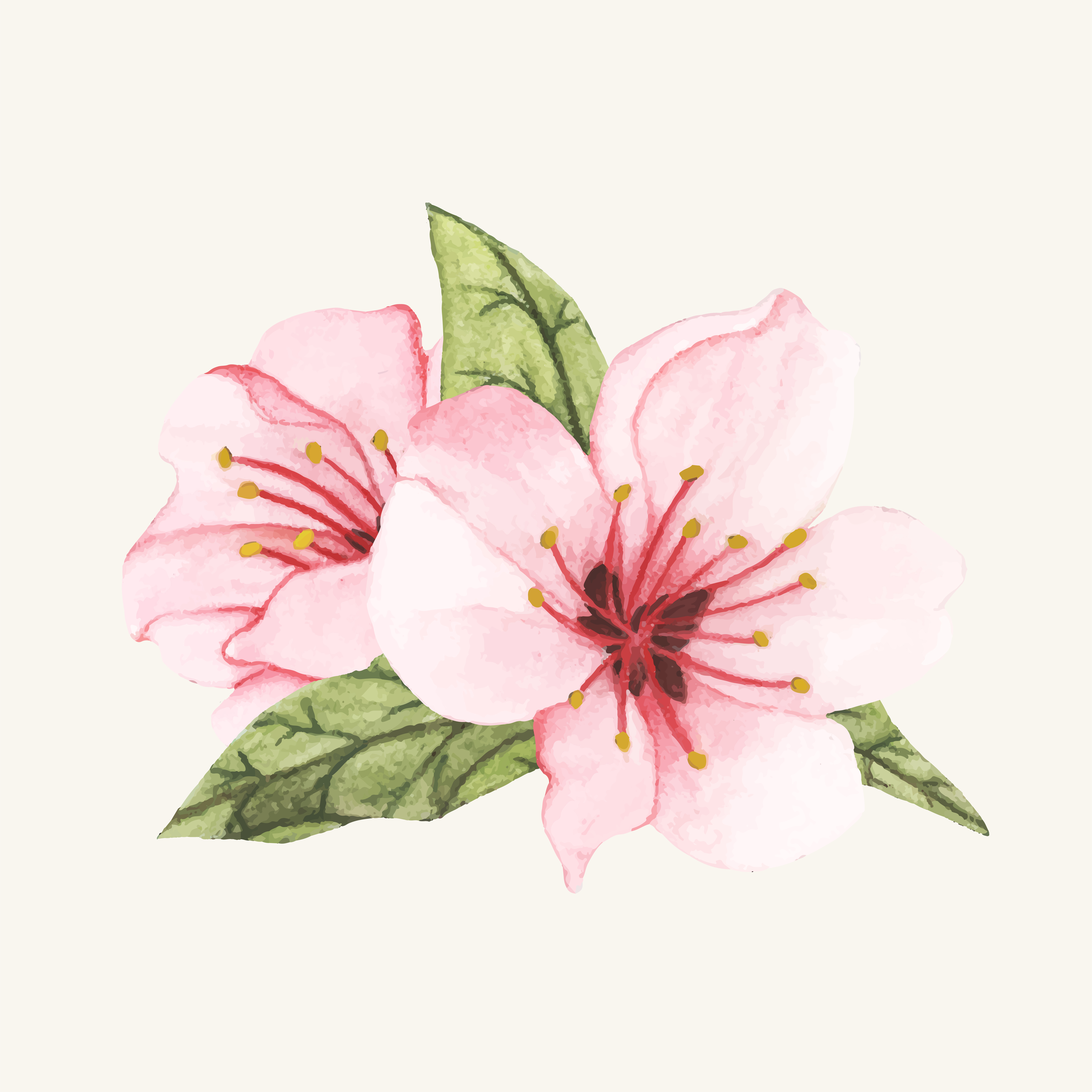 Hand drawn flower isolated - Download Free Vectors, Clipart Graphics