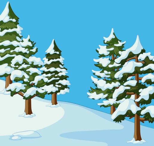 Pine trees covered with snow