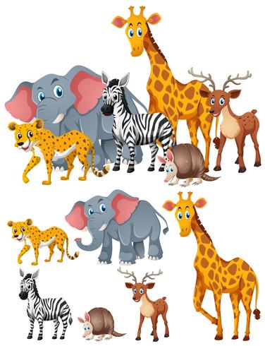 Different kinds of wild animals