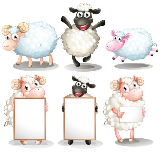 Sheeps and lambs with empty boards vector