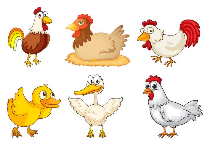 A rooster, hen and duckling vector