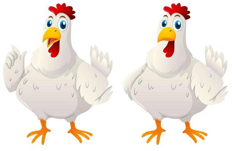 Dos gallinas blancas sobre fondo blanco vector