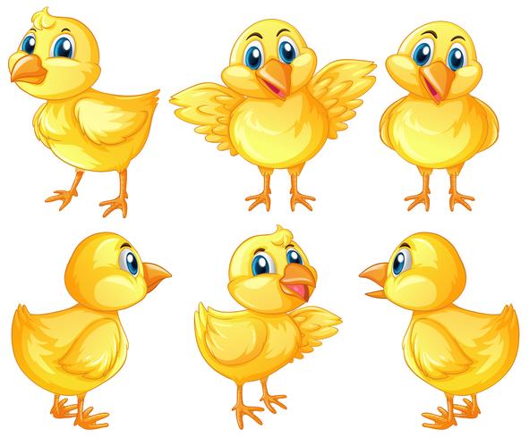 Six cute chicks on white background vector