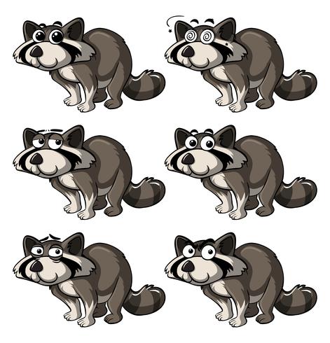 Raccoon with different expressions vector